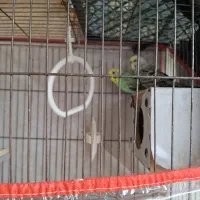 یک جفت مرغ عشق