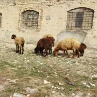 میش بره دار