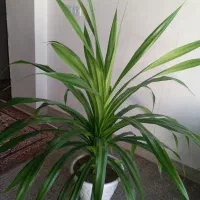 گل اشک ملکه بزرگ