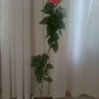 گل‌های آپارتمانی زیبا