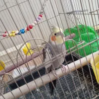 عروس هلندی