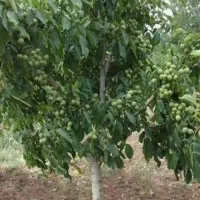 خدمات اورگانیک کشت صنعت