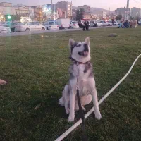 سگ گمشده