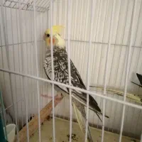 جوجه عروس هلندی