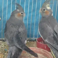 جوجه عروس هلندی