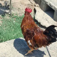 خروس