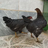 فروش مرغ و خروس