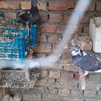کفتر|پرنده|بیرجند, |دیوار