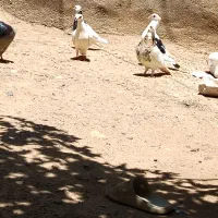 کبوتر