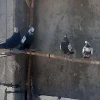 پرنده|پرنده|خوی, |دیوار