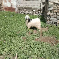 بز نر تکه|حیوانات مزرعه|دشتک, |دیوار