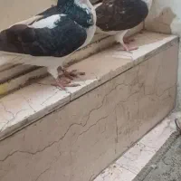 کفتروکبوتر رنگی