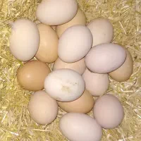 تخم مرغ محلی