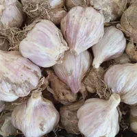 سیرمحلی|خدمات باغبانی و درختکاری|میناب, |دیوار
