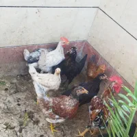 مرغ و خروس