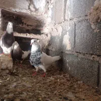 2 جفت طوقی نسلدار و درجه یک