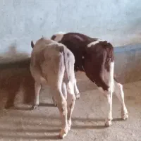 گوساله ماده