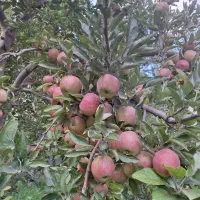 فروش سیب درجه یک 100تن