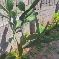 کاکتوس