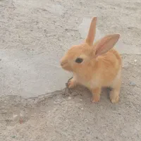 بچه خرگوش بازیگوش