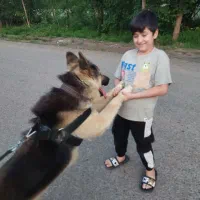 سگ ژرمن نر بازیگوش