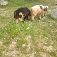 سه تا بره شیری چاق چاق