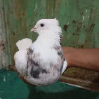 پرنده