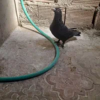 یک عدد نر زاغ کلاغ ضمانت همچی