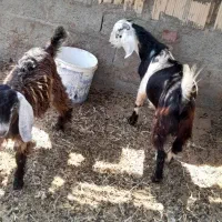 گوسفند فروشی