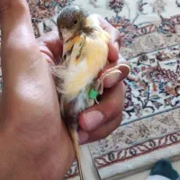 قناری‌ فرفری  نر مست خون نقد معاوضه