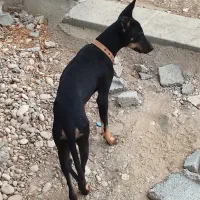 میکسژرمندوبرمن