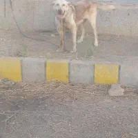 سرابی