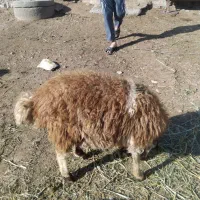 گوسفند