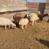 سلام چهار راس میش