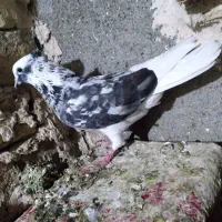 کفتر رنگه