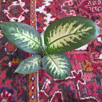دیفن باخیای سالم وسرحال