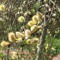 عرق بیدمشک چکه
