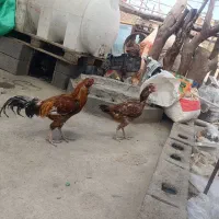 مرغ و خروس ومرغ با چندتا جوجه