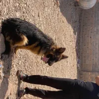سگ ژرمن ماده