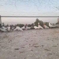 طوقی|پرنده|سروستان, |دیوار