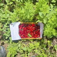 گیلاس|خوردنی و آشامیدنی|آشخانه, |دیوار