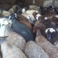 پنجاه راس میش بره مهربان افشار