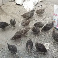 بوقلمون