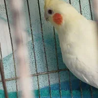 طوطی عروس