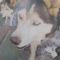 معاوضه سگ هاسکی با کوتوله