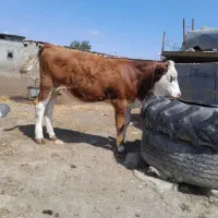 گوساله گاوسیمینتال قرمز