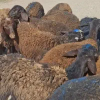 فروش ۳۰راس بره نرافشارجفتی ۷۴کیلو