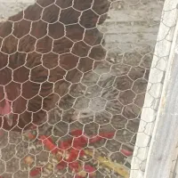 مرغ وجوجه