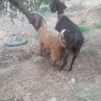 دو عدد بز جوان در شیر با بزخاله بزرگ نر