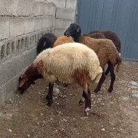بره نر